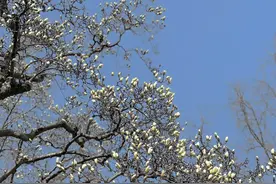“千干万蕊，不叶而花”，探访八百年延福古玉兰图片