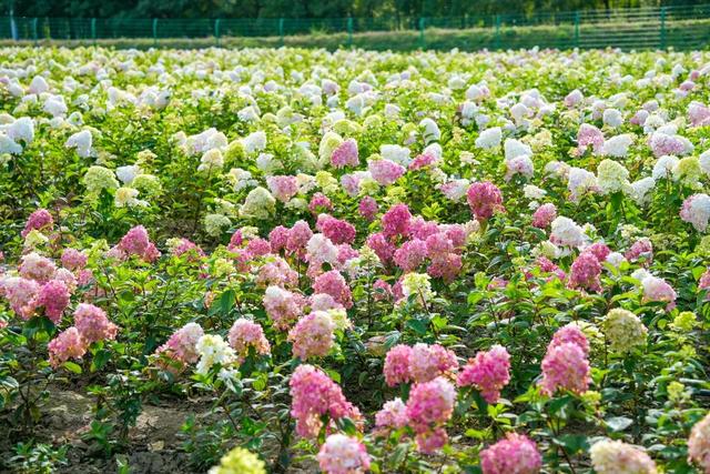 美爆了！延庆这儿的“花海”可以带回家——