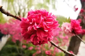 扬州桃花进入最佳观赏期 瘦西湖品种最丰富图片