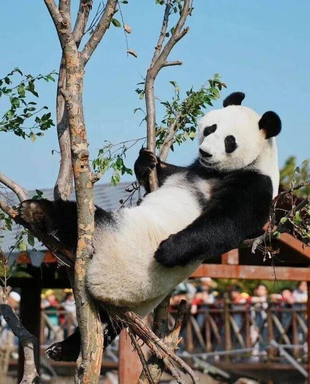 新年游玩线路：老自一条，老己一条，自己一条