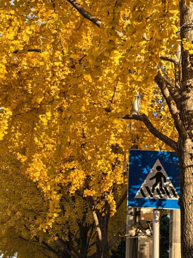 别错过，用Citywalk感受落叶的浪漫→