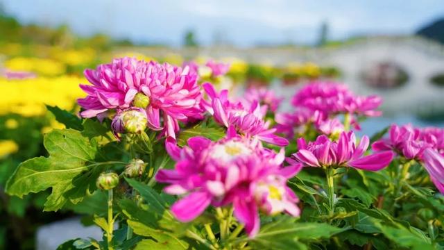 现在的黔南，已经美成这样了→