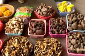 又迎来一波上市潮！降到最低价！吃菌要抓紧……图片