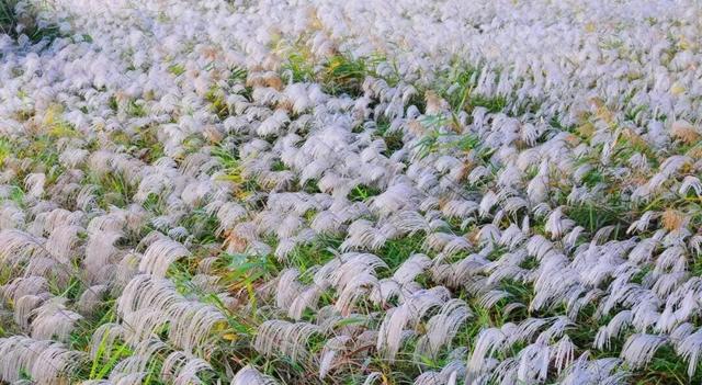 山东秋天的限定「色卡」，你集齐了吗？