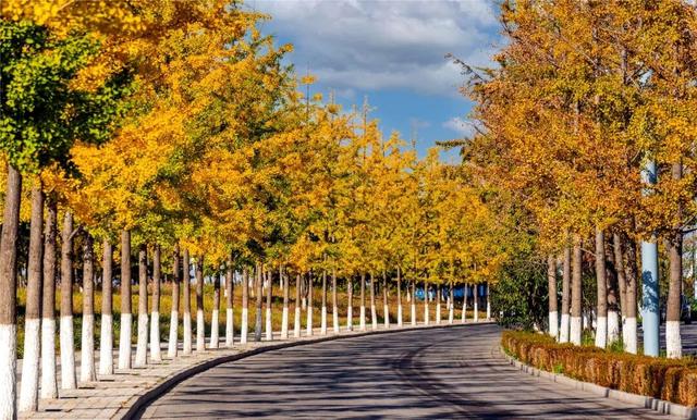 学习强国 | 河北张家口：旖旎如画的银杏大道