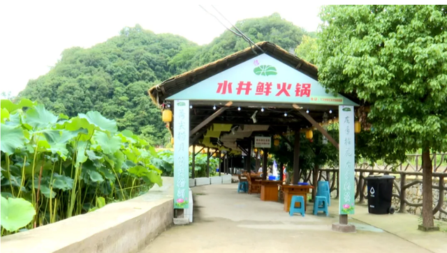 九届荷花节 水井村蝶变