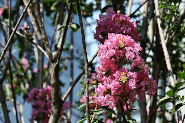 西安因你而美 | 夏日独占芳菲 紫薇花开正艳