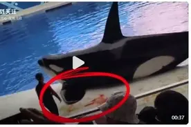 上海一海洋公园虎鲸表演时受伤流血，客服回应图片