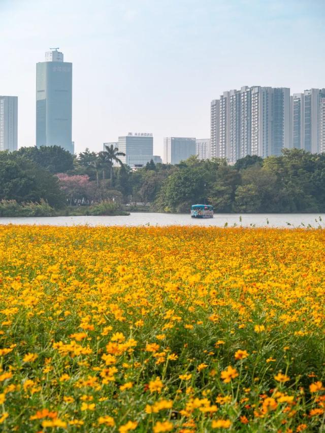 广州市区上万平方米“金色花海”，进入最佳观赏期