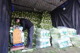 北京冬储大白菜集中上市，白菜跌到了“白菜价”图片