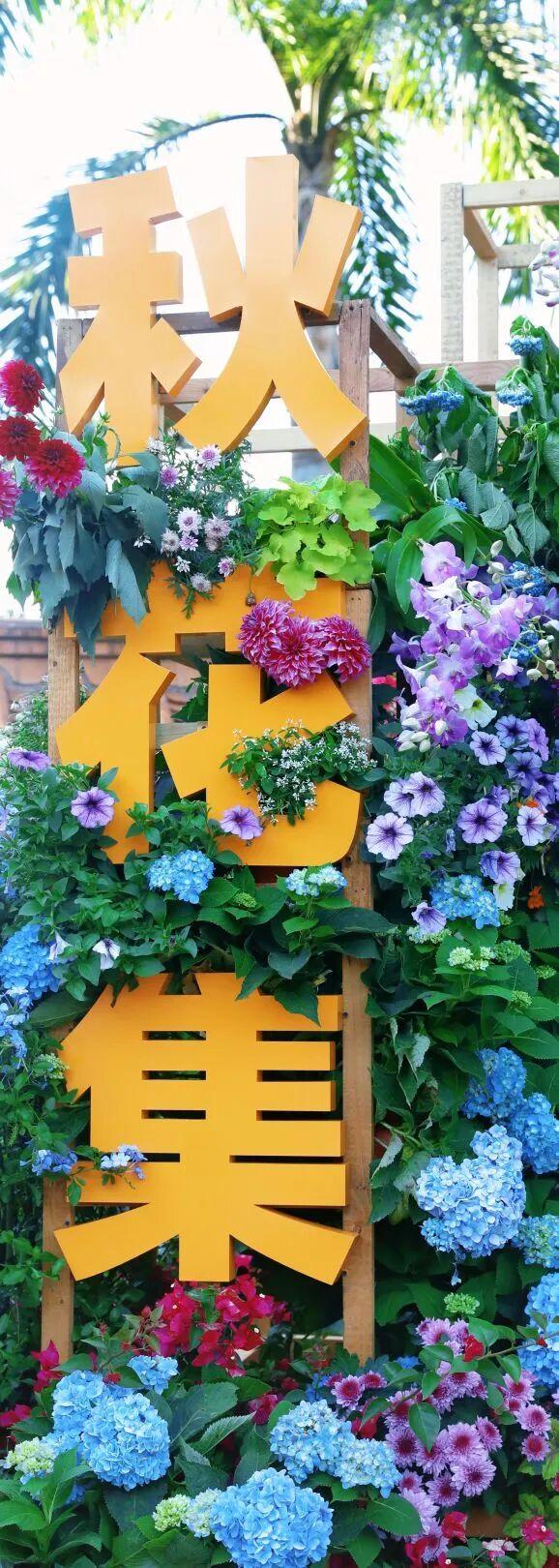 行摄 | 美爆了！秋日花海，限时上映