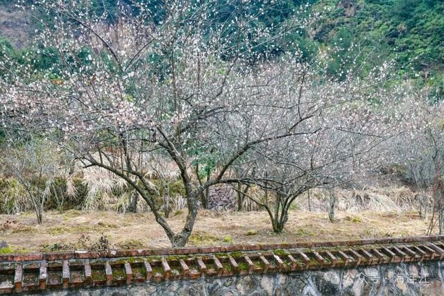 美翻啦！福州这里梅花初绽，等你来赏！