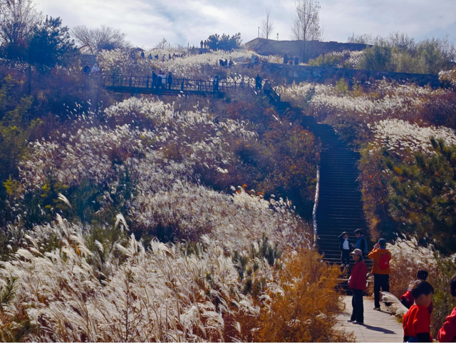 在秋冬的诗行里，尽赏“芦花飞雪”落中原！