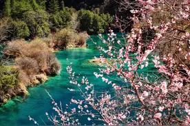 九寨沟野桃花盛开，漫山花海如诗如画，景区：已进入桃花最佳观赏季图片