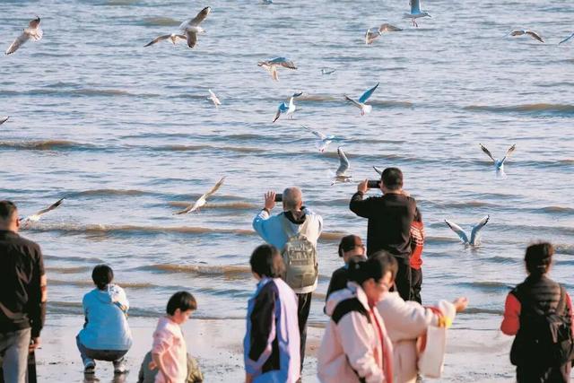 来钦州，“鸥”遇冬日限定浪漫！