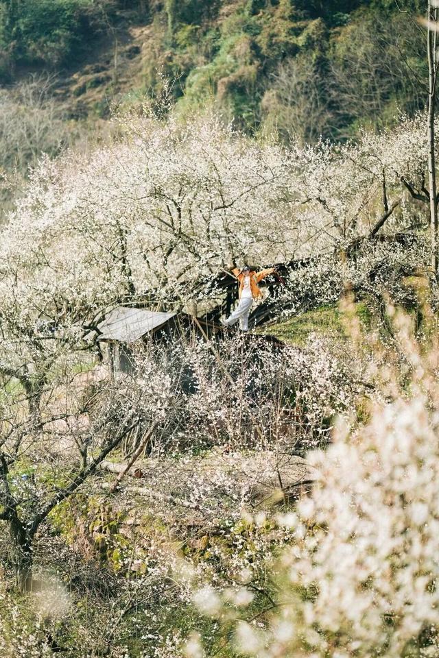 盛花期！这波“梅”景太出片，是谁拍到了啦