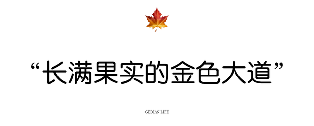 葛店这条“黄金大道”再不看就晚了！