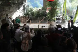 柏林大熊猫幼崽吸引大批游客图片