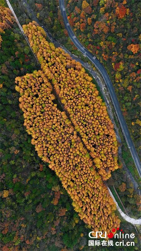 台湾自媒体人点赞四川光雾山绝美秋色（两岸关系）