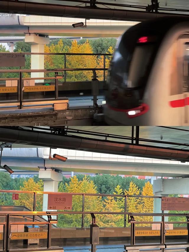 金色长廊加载中！静安这条道路银杏渐入佳境↑