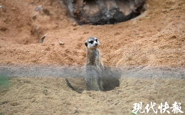 南京红山森林动物园南门新区正式开放，非洲区、唐家河展区全新亮相