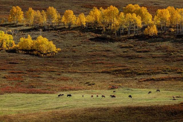 追逐秋色三千里：从北疆到徽州
