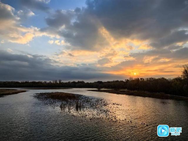朝看芦苇夕望鸟，潍坊这里的冬日氛围感拉满！