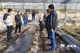 羊肚菌在磐安抢“鲜”上市！30天出菇突破时限，每亩可增收万元图片