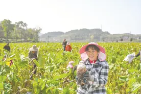 英山大力推进香芋种植助增收图片