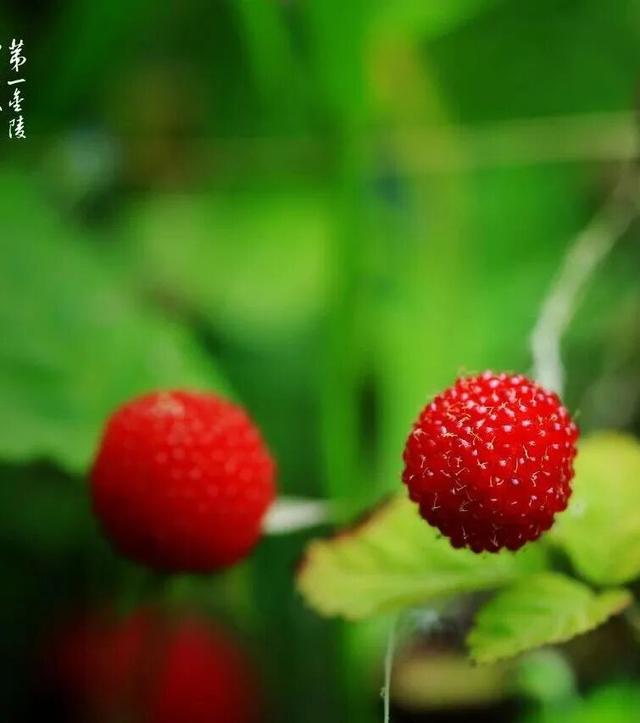 这大概是栖霞山最“野”的一面~