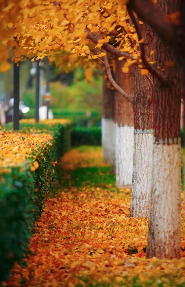 “隐藏款”北京秋景，就在中国气象局大院！