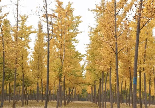 成安银杏正黄，邀卿与我共赴，不负今秋！错过再等一年！