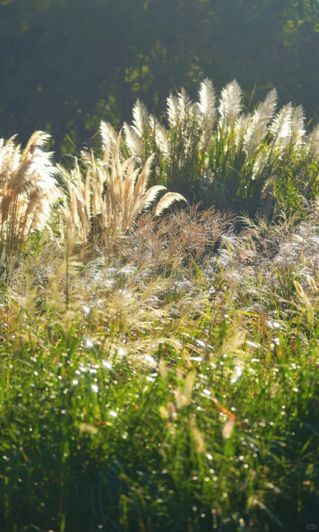 快来这个公园，捕捉五彩斑斓的秋色！