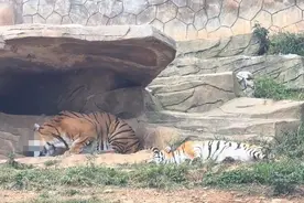 云南一动物园老虎吞食刚生下的幼崽？网友称“不是虎毒不食子吗”，动物园和专家回应图片