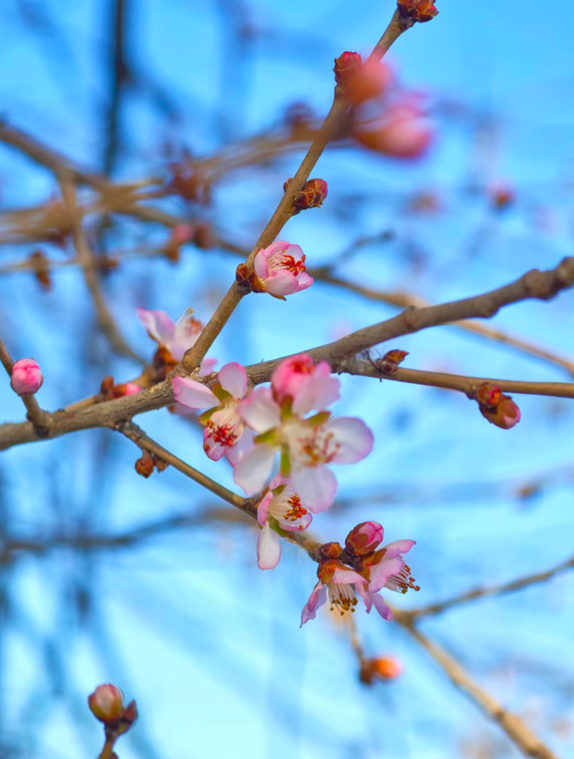 颐和园西堤，冬日桃花添暖意