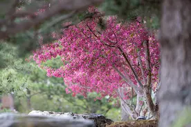 北京世园5000多株海棠陆续绽放图片