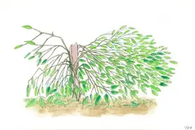 【农业恢复生产动态】胡椒台风灾后恢复生产技术图片