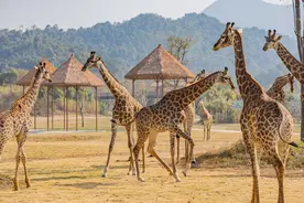 在清远遇见非洲，清远长隆1月25日开启试营业图片