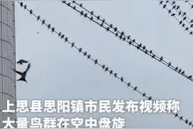 广西一地大量鸟群盘旋天空，有网友担心是地震前兆！回应来了→图片