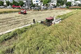 亩增90元！宜都“分段收割法”让油菜“颗粒归仓”图片