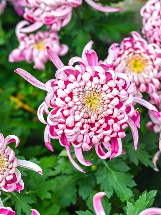 除了看菊花展，福州西湖公园还能怎么逛？