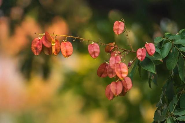 抓住晴天的尾巴！静安限时浪漫秋色，再不去就亏了丨静宝聊天室