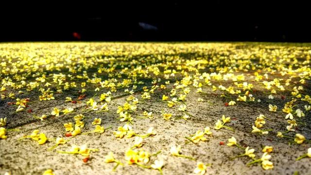 你闻，现在的大邑是桂花味儿的~