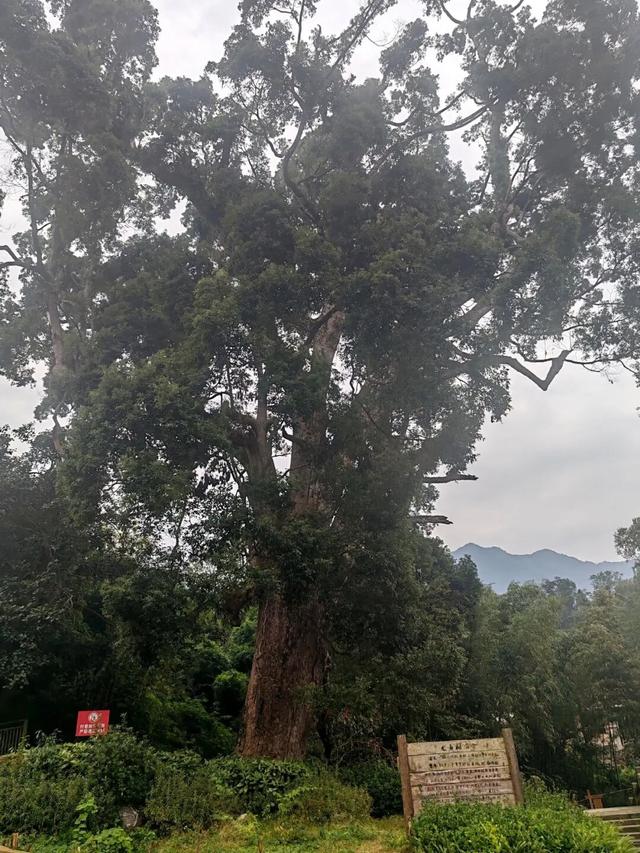 【地情文章】芦山古村落-古城村