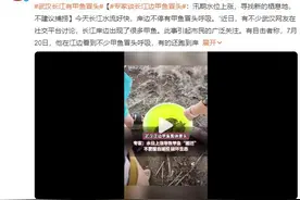 武汉长江边甲鱼冒头 专家谈甲鱼冒头原因：汛期水位上涨，寻找新的栖息地图片
