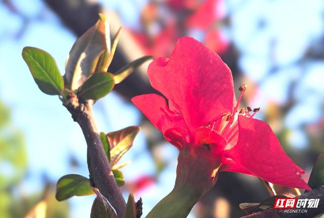 组图｜嫣红映蓝天！张家界的春天如约而至