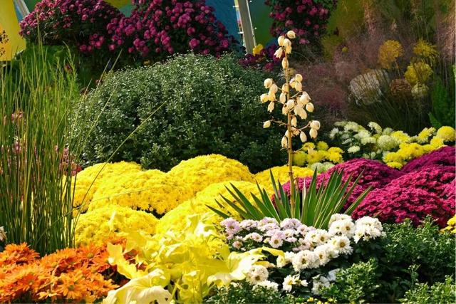 坐地铁，打卡武汉第42届金秋菊展