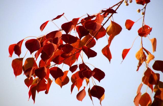 江苏苏州：桐泾公园斑斓冬景引客来