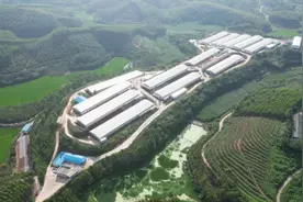 1个人轻松饲养4万只鸡？图片