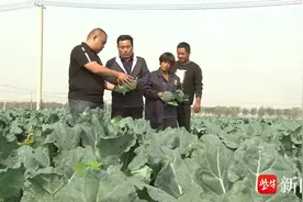 江苏丰县：西兰花喜获丰收 远销海外成了“致富花”图片